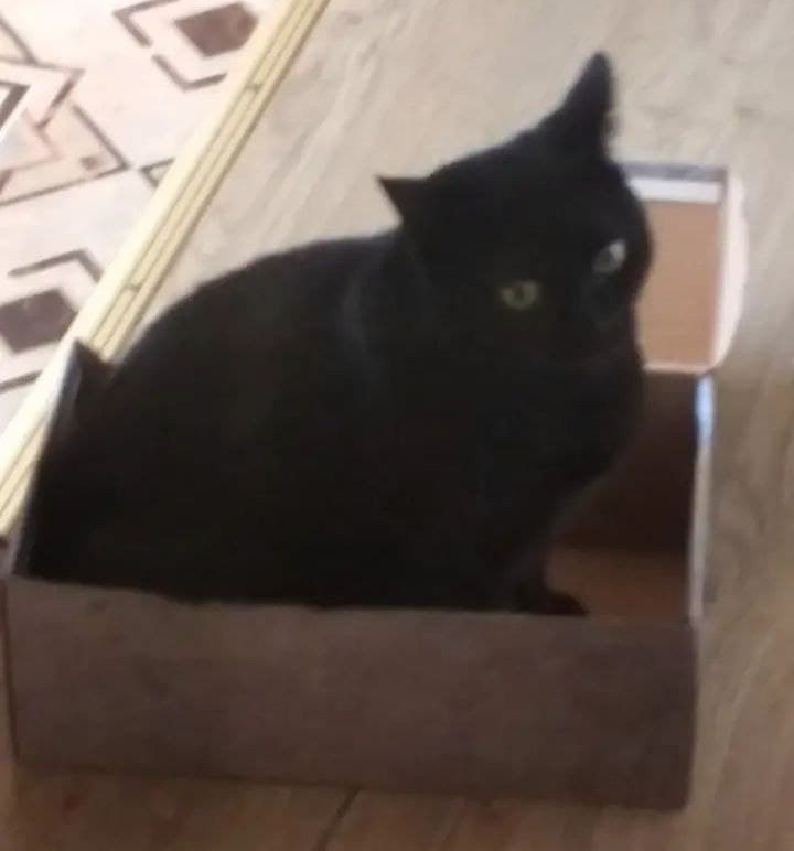 cat in a box